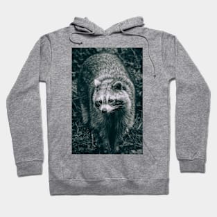 Curious Raccoon, Black and White Photograph Hoodie